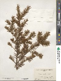 Taxus canadensis image