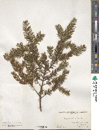 Taxus canadensis image