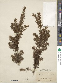 Taxus canadensis image