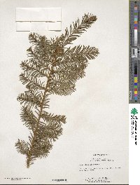 Taxus canadensis image