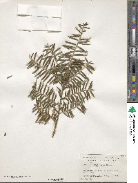 Taxus wallichiana var. chinensis image