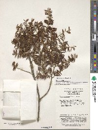 Taxus wallichiana var. chinensis image