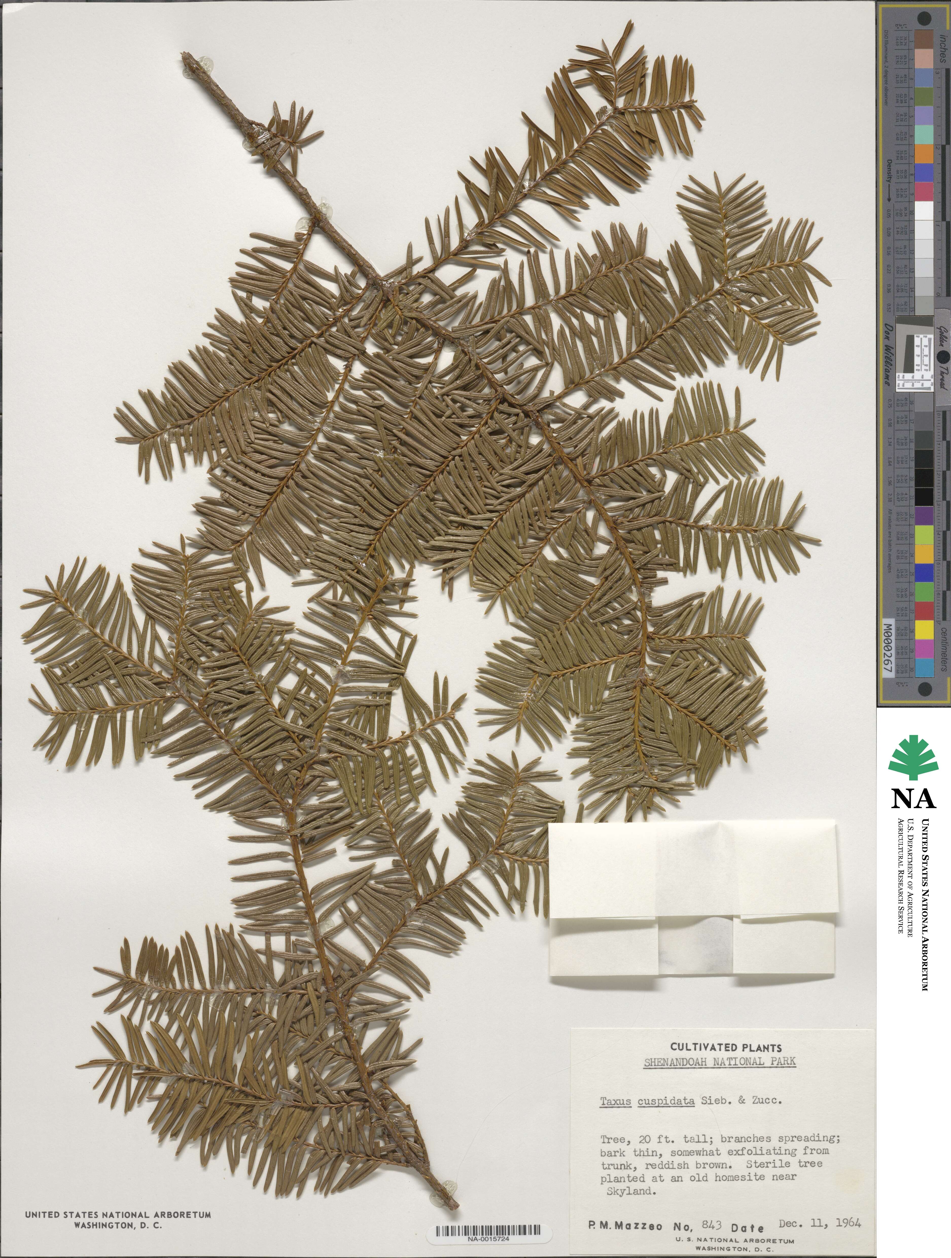 Taxaceae image