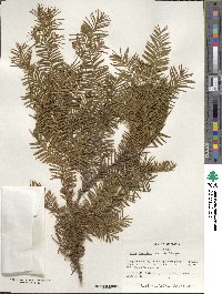 Image of Taxus floridana