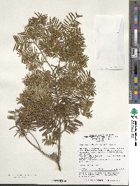 Image of Taxus mairei