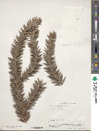 Image of Araucaria angustifolia