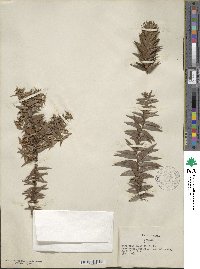 Araucaria bidwillii image