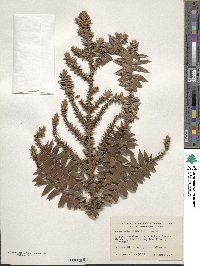 Araucaria bidwillii image