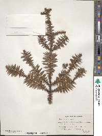 Araucaria bidwillii image