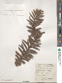 Araucaria bidwillii image