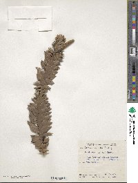 Araucaria bidwillii image