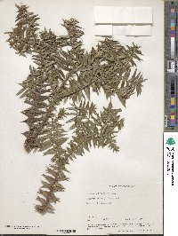 Araucaria bidwillii image