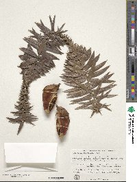 Araucaria bidwillii image