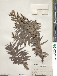 Araucaria bidwillii image