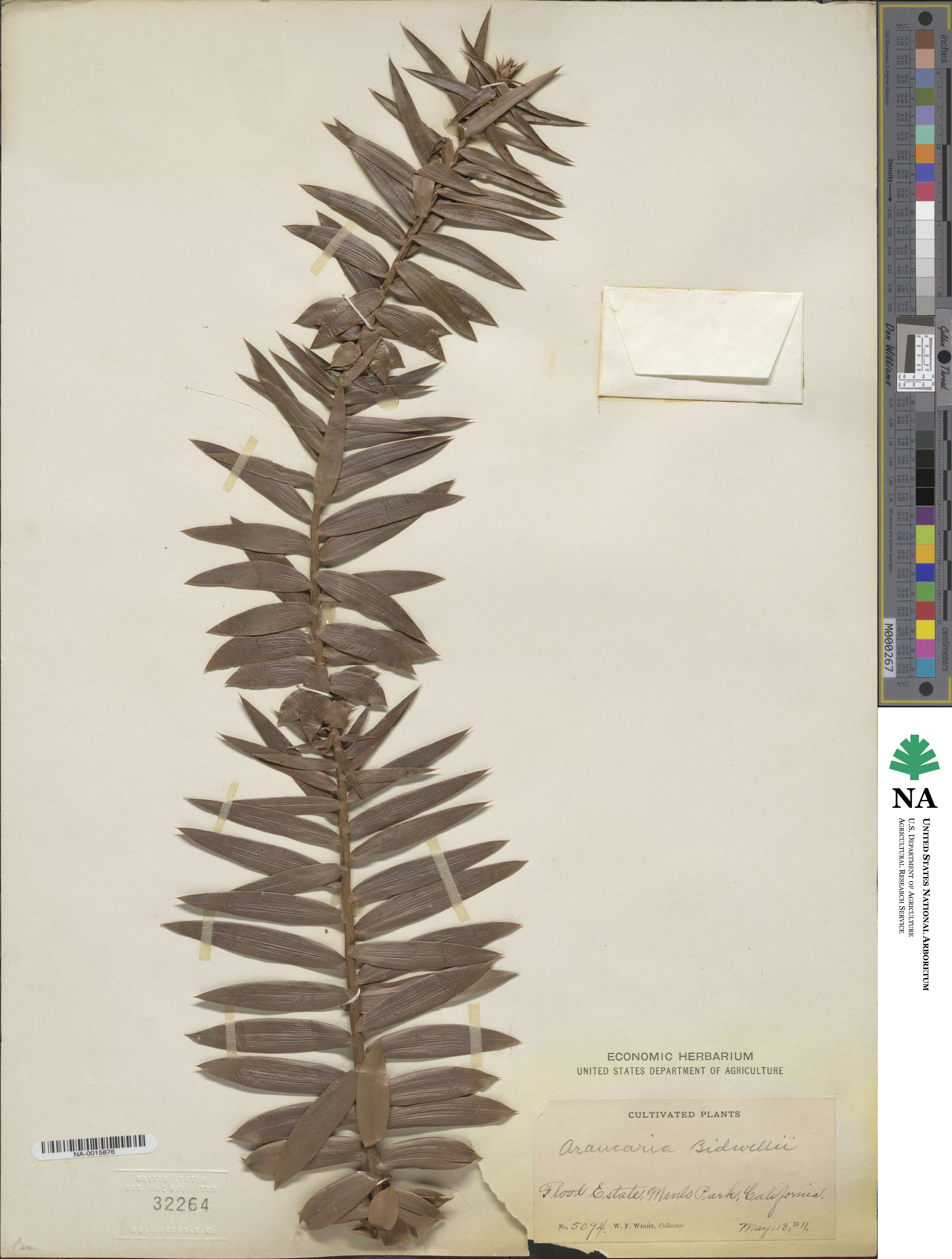 Araucaria bidwillii image