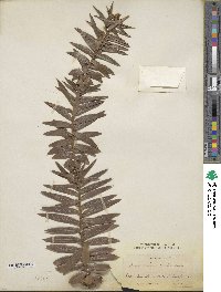 Araucaria bidwillii image