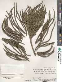 Araucaria columnaris image