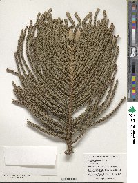 Araucaria columnaris image