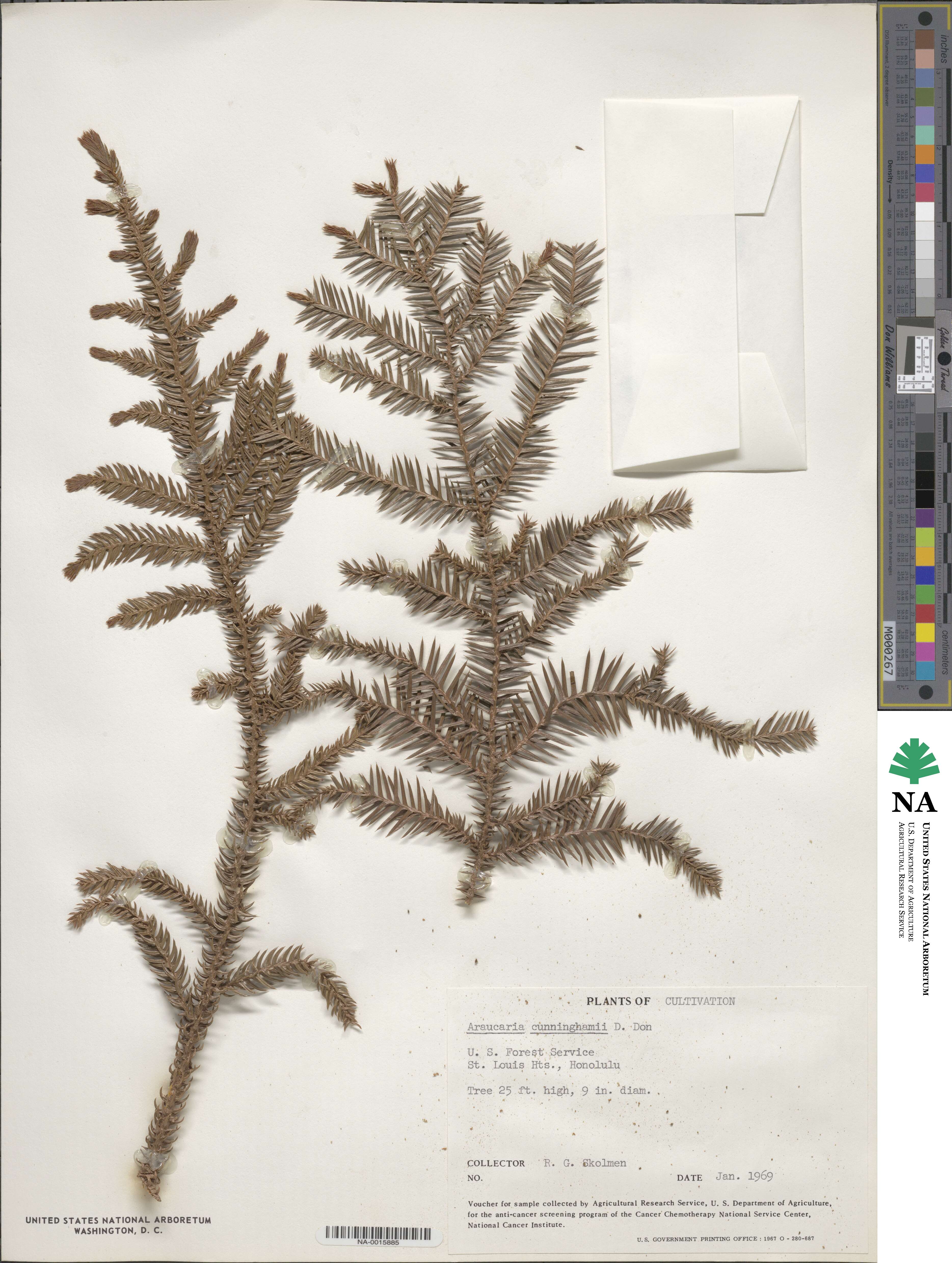 Araucaria cunninghamii image