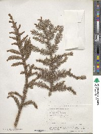 Araucaria cunninghamii image