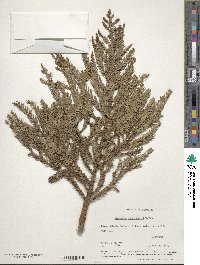 Araucaria cunninghamii image