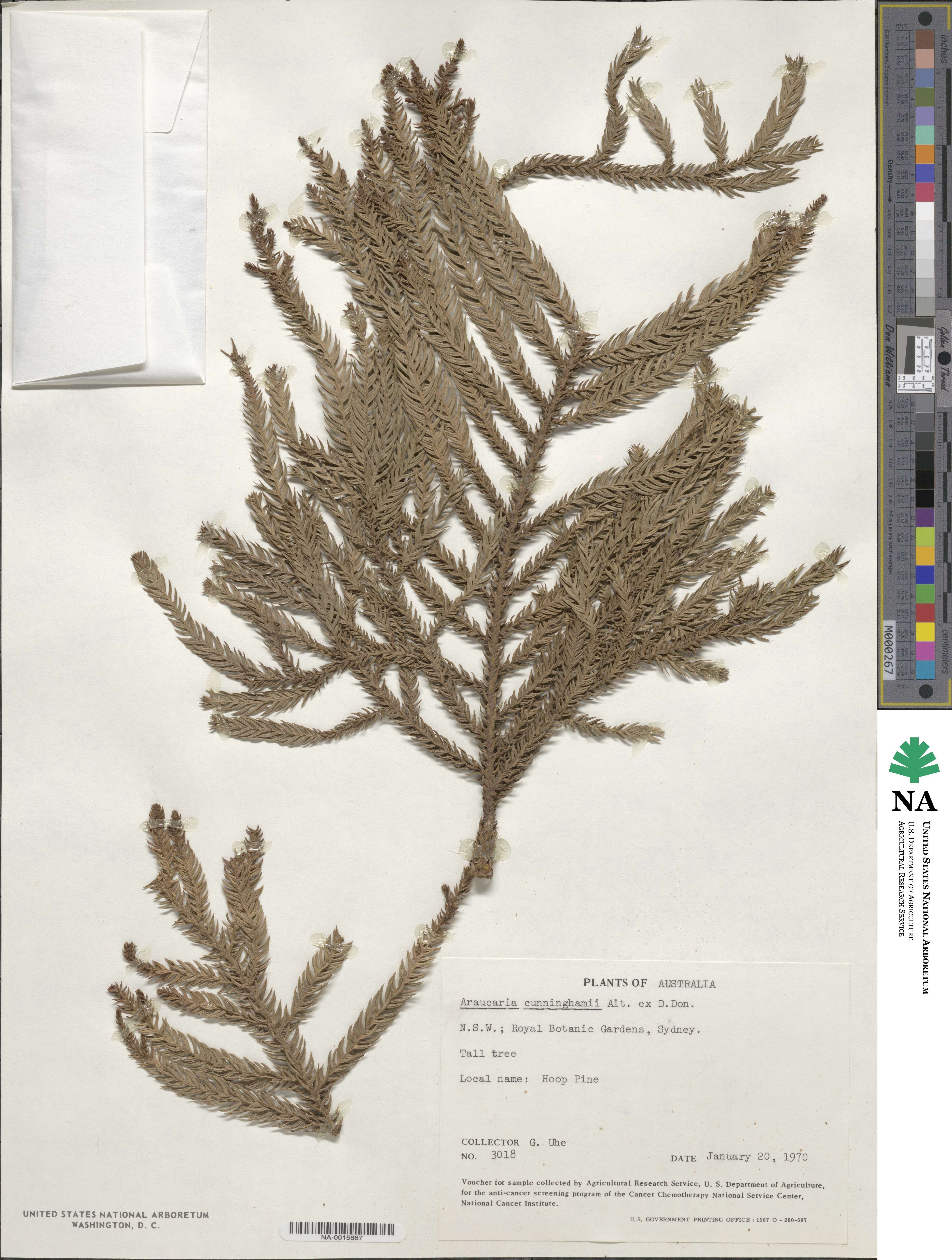 Araucaria cunninghamii image