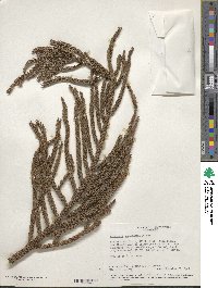 Araucaria cunninghamii image