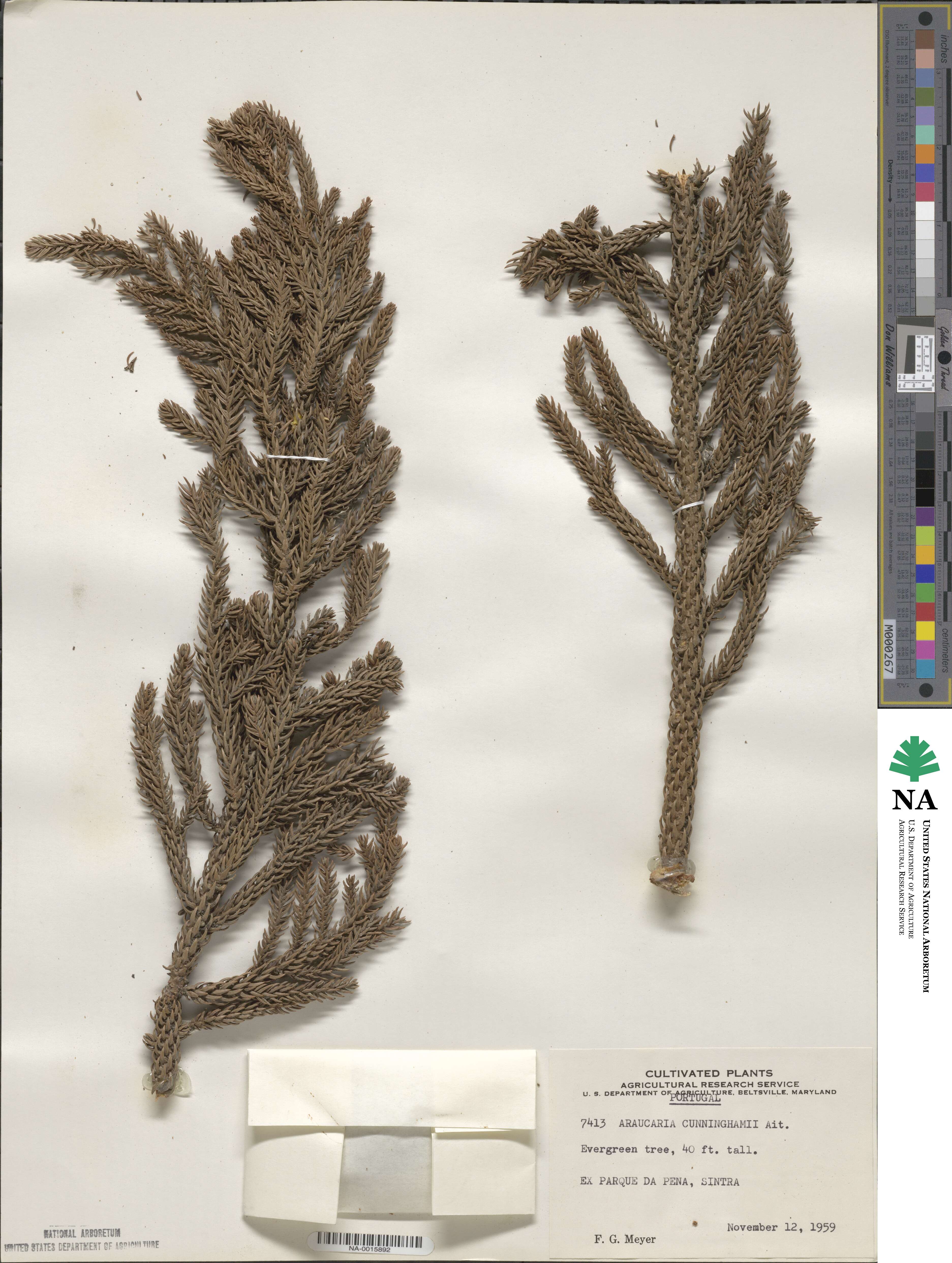 Araucaria cunninghamii image