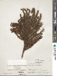 Araucaria columnaris image