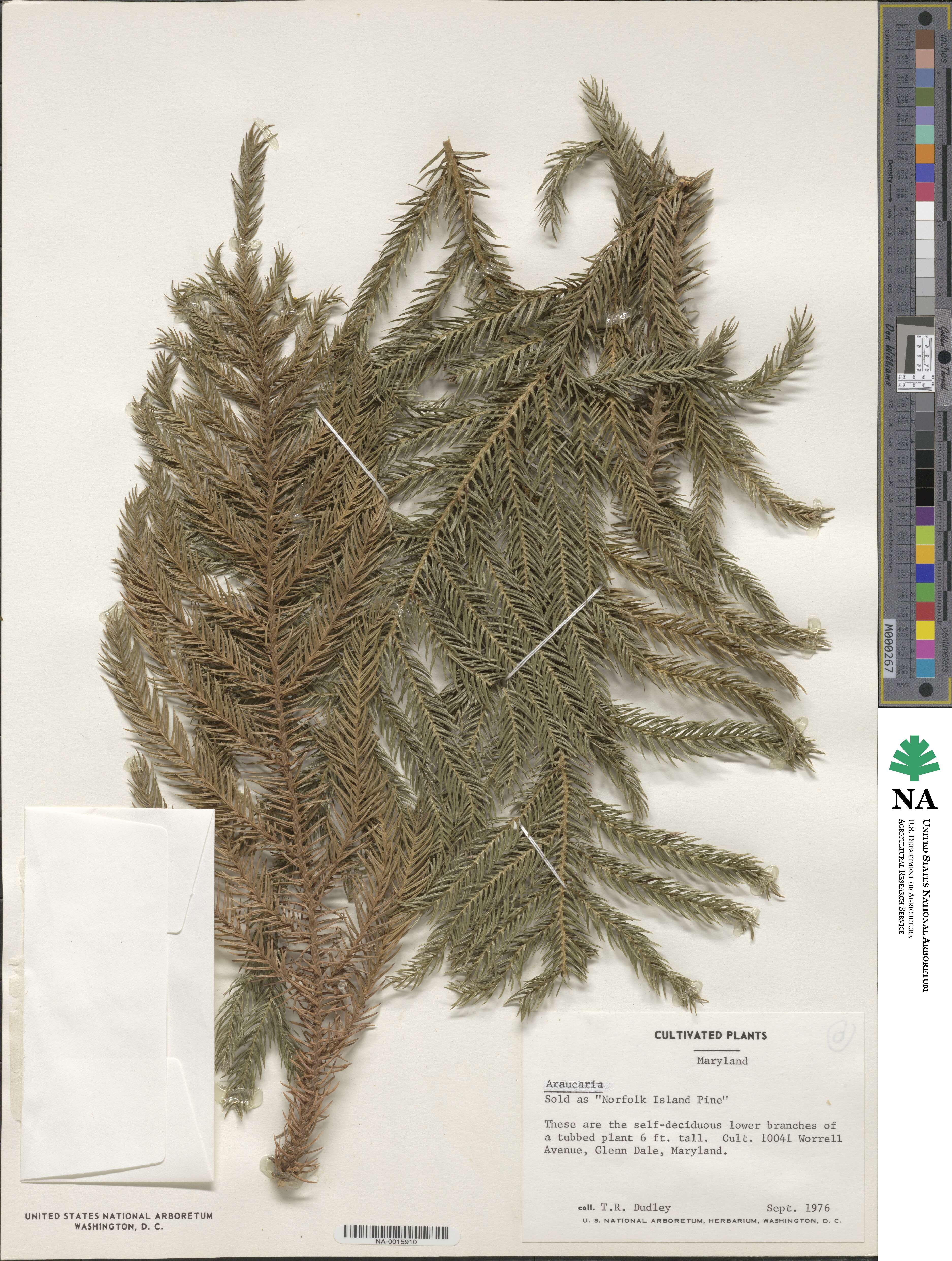 Araucaria image