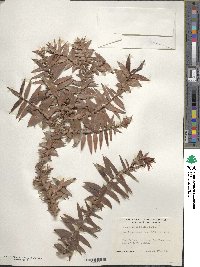 Araucaria bidwillii image