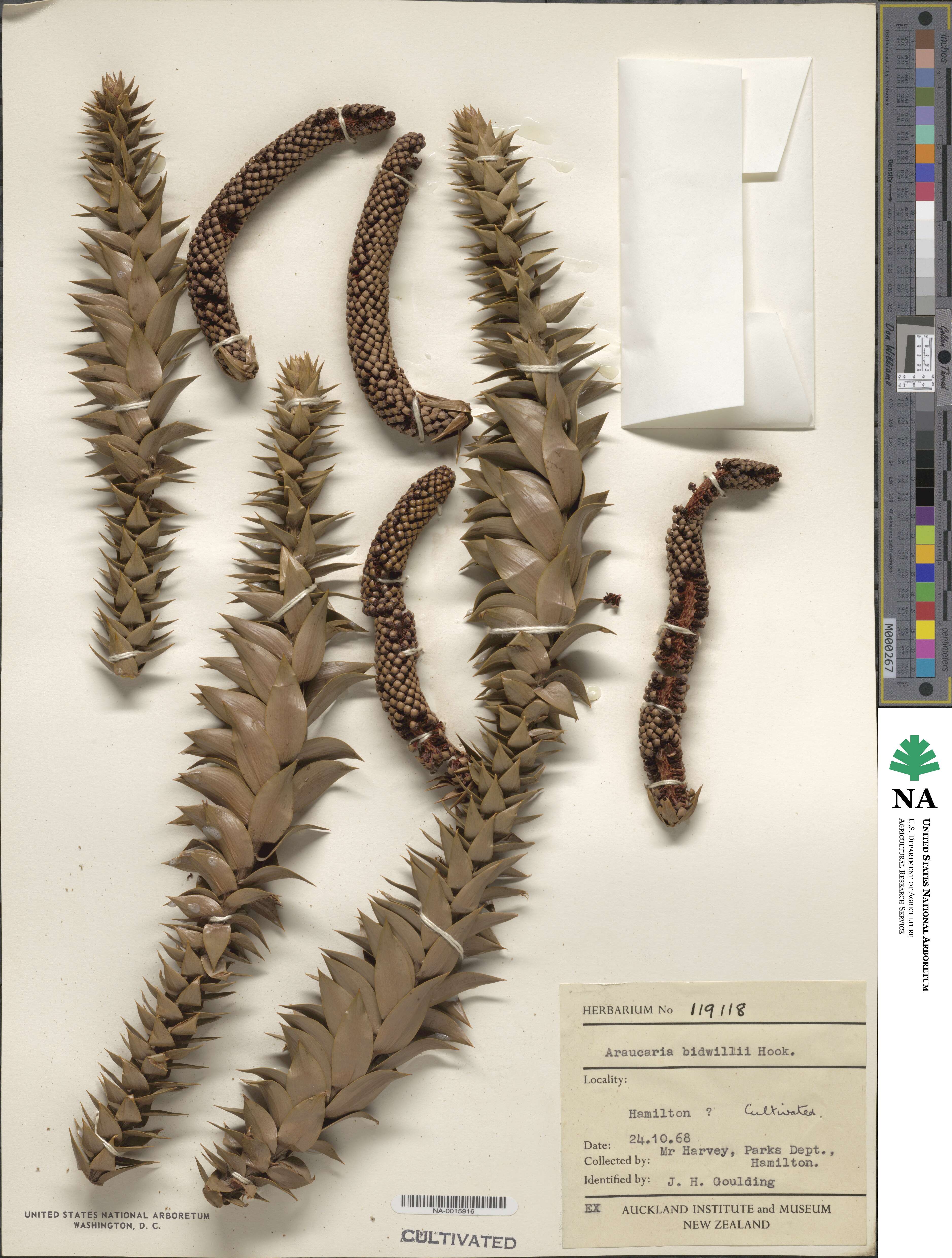 Araucaria bidwillii image