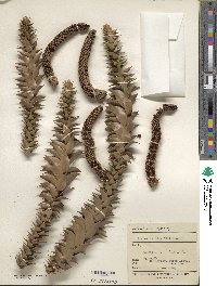 Araucaria bidwillii image