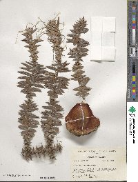 Araucaria bidwillii image