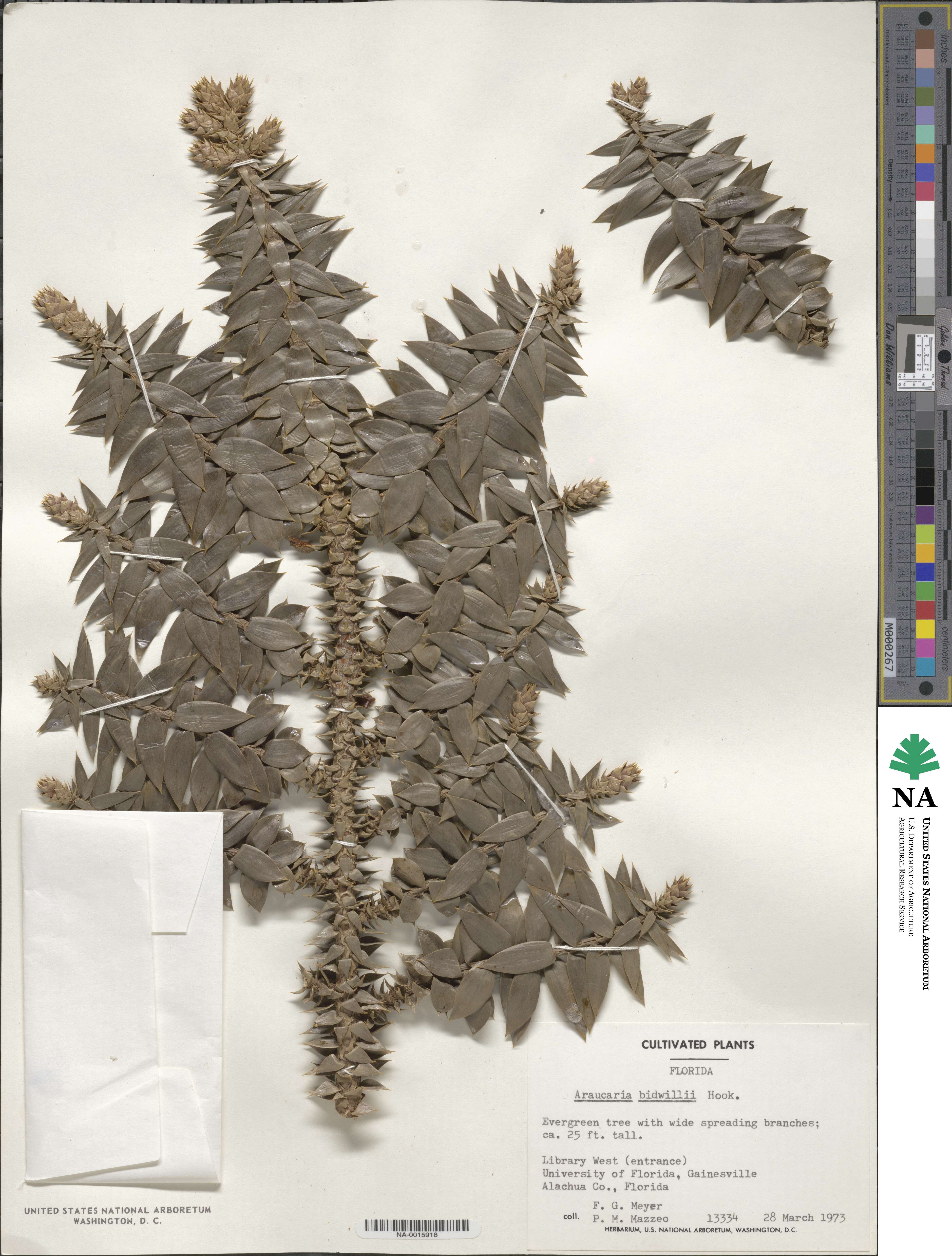 Araucaria bidwillii image