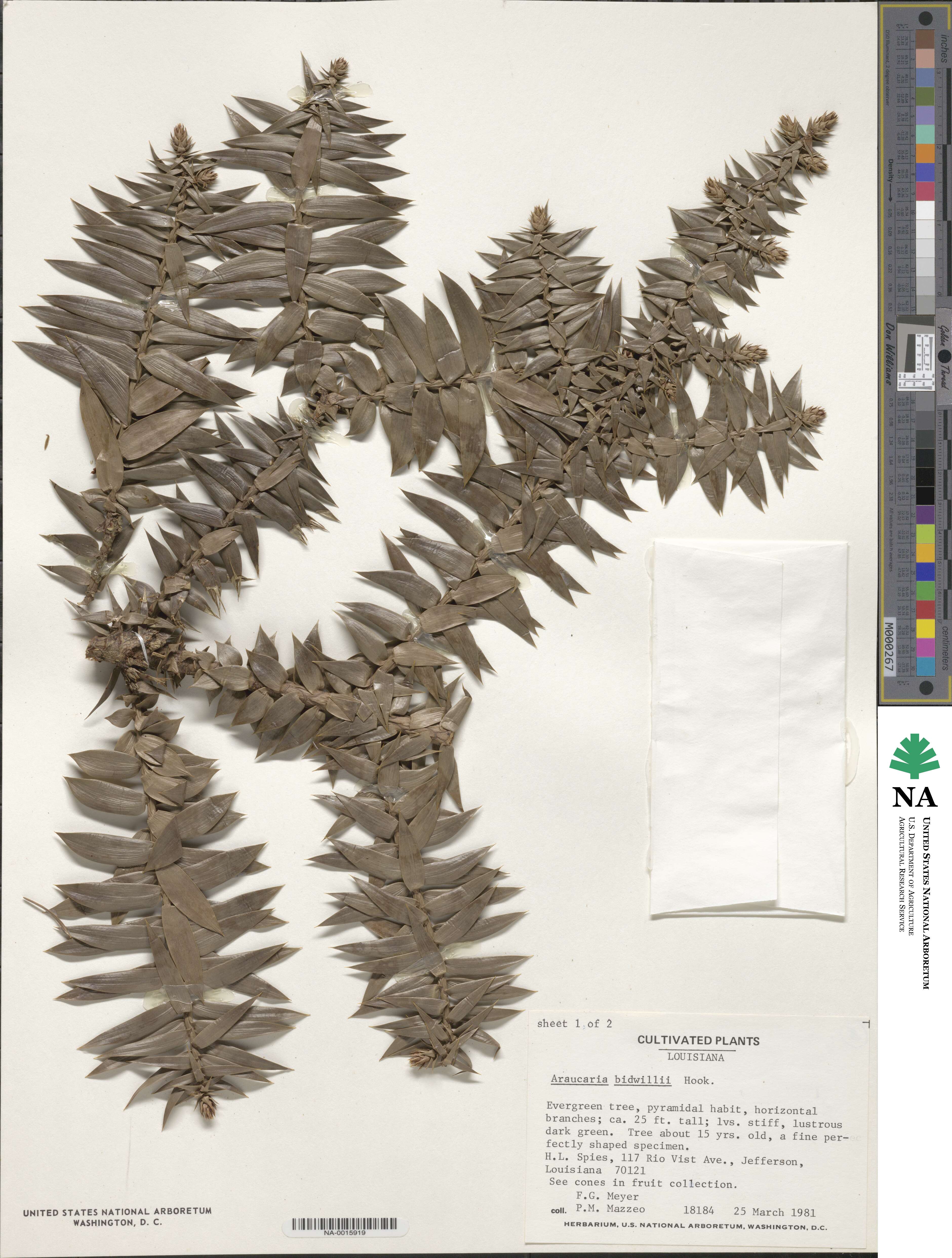 Araucaria bidwillii image