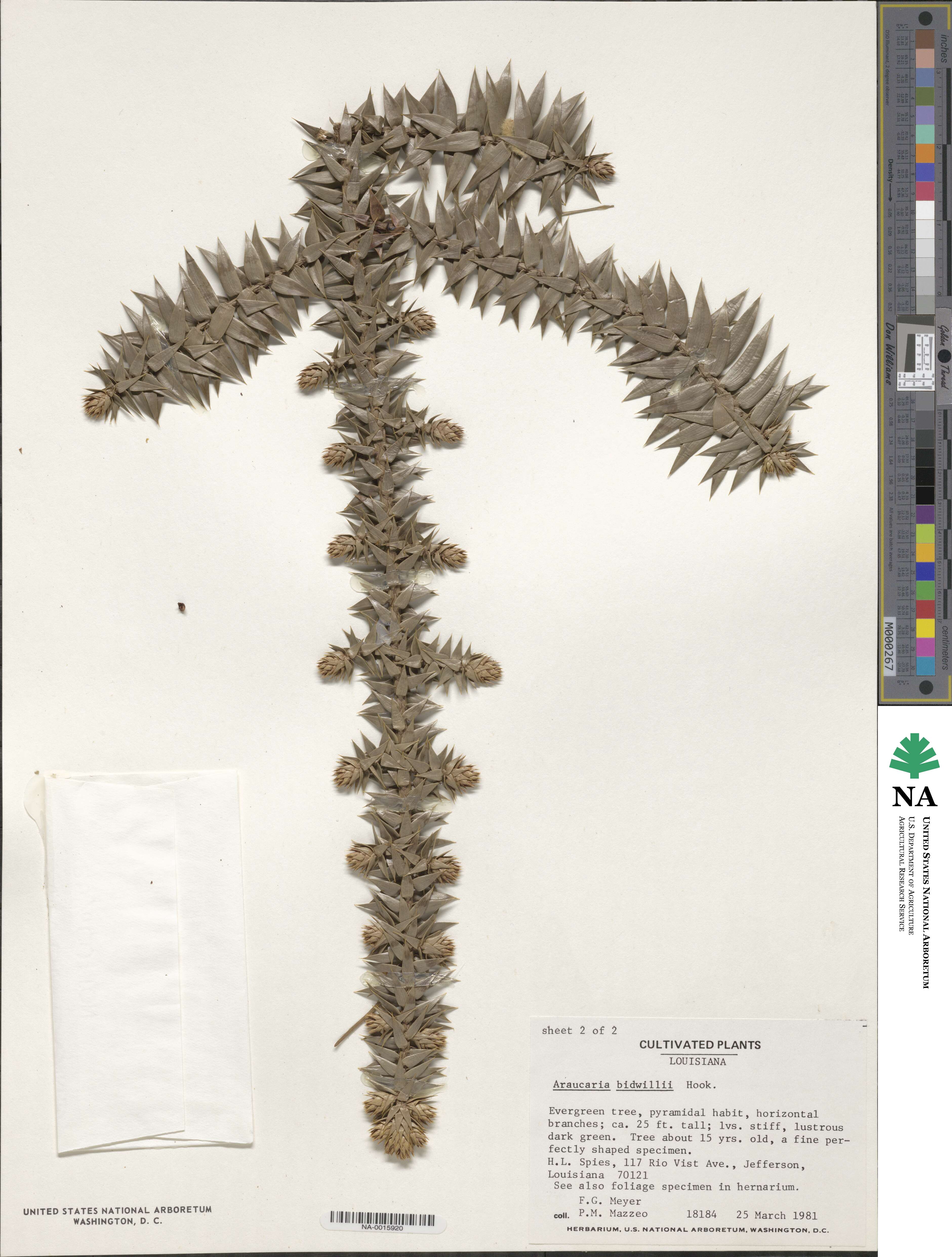 Araucaria bidwillii image