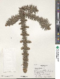 Araucaria bidwillii image