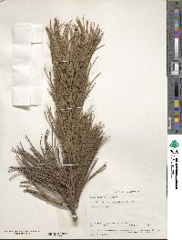 Image of Pinus albicaulis