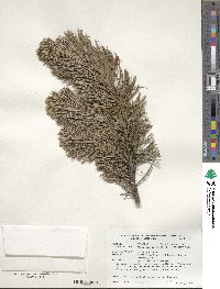 Pinus aristata image