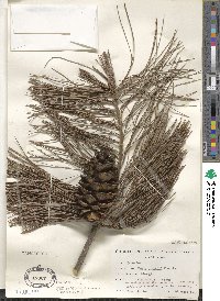 Pinus armandii image