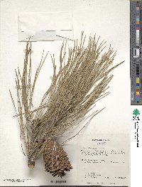 Pinus attenuata image