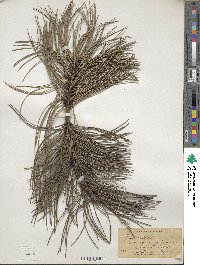 Pinus nigra subsp. nigra image