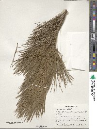 Image of Pinus ayacahuite