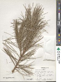 Pinus ayacahuite image