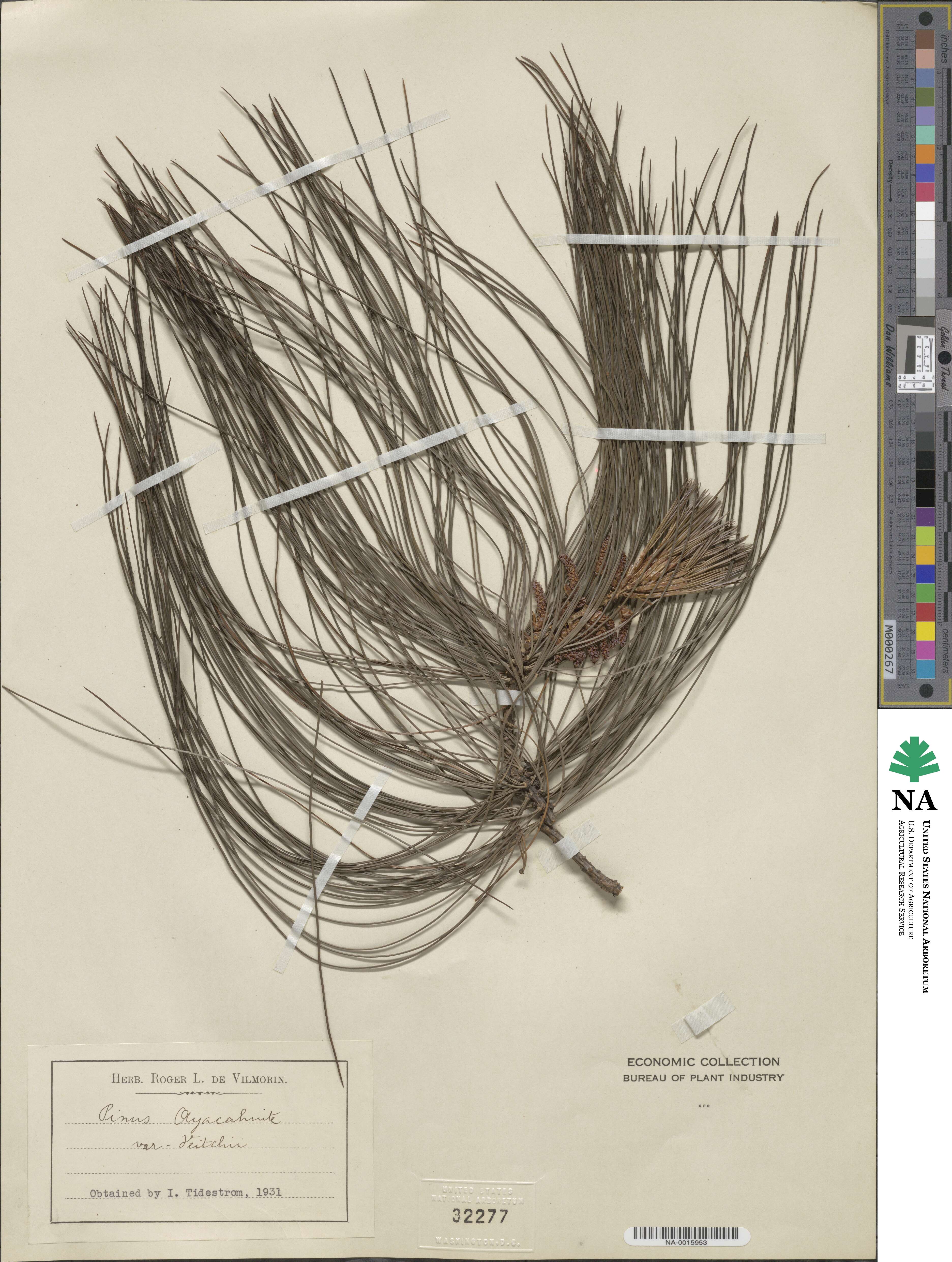 Pinus ayacahuite image