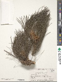 Pinus ayacahuite var. veitchii image