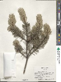 Image of Pinus banksiana