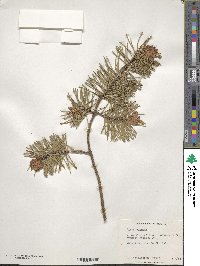 Pinus banksiana image