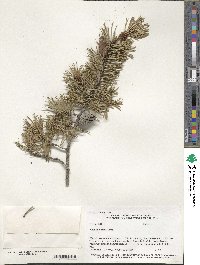 Pinus banksiana image